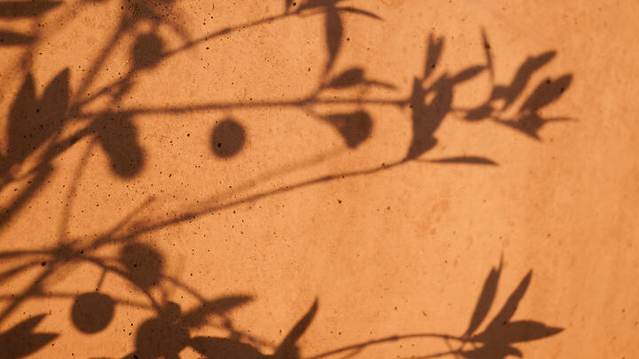 Olive oil for skin A shadow of olive oil branches on an orange painted wall